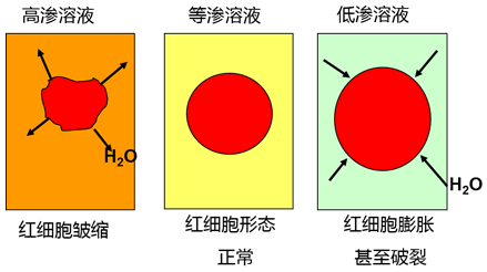 2016年执业护士资格考试新增考点汇编