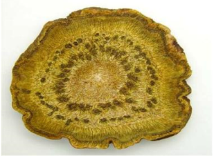 大黄的"星点"②异常构造:①分泌组织散布,如川芎,白术的油点等;根茎